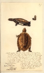 Platemys platicephala ، 1793 (مرحاض وقلم وحبر على ورق) بواسطة فريدريش أوجست كروجر